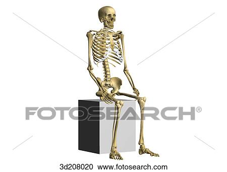 Anterolateral right view of a skeleton in the sitting position. View Large Illustration Clipart - Anterolateral right view of a skeleton in the sitting position.. Fotosearch