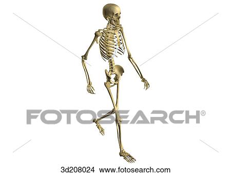 Anterolateral view of a skeleton walking. View Large Illustration Stock Illustration - Anterolateral view of a skeleton walking.. Fotosearch