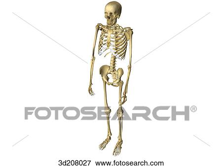 Anterolateral view of a standing skeleton. View Large Illustration Stock Illustration - Anterolateral view of a standing skeleton.. Fotosearch