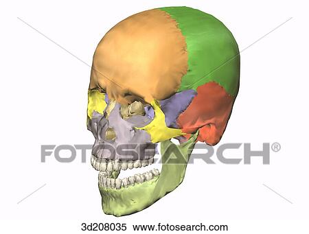 Stock Illustration - Anterolateral view of articulated skull.. Fotosearch