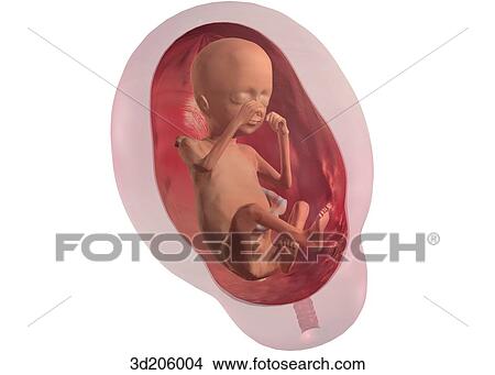 Anterolateral view of fetus in womb; view is from top left. View Large Illustration Stock Illustration - Anterolateral view of fetus in womb; view is from top left.. Fotosearch