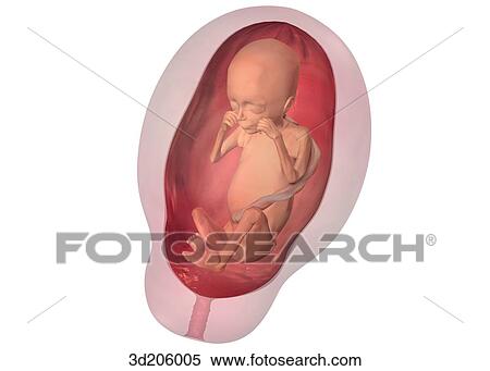 Anterolateral view of fetus in womb; view is from bottom right. View Large Illustration Stock Illustration - Anterolateral view of fetus in womb; view is from bottom right.. Fotosearch