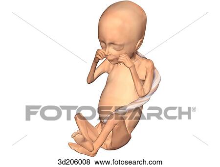 Stock Illustration - Anterolateral view of fetus.. Fotosearch