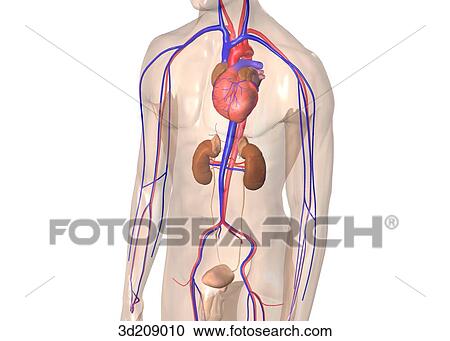 Anterolateral view of male urinary system in situ; body image is transparent. View Large Illustration Clipart - Anterolateral view of male urinary system in situ; body image is transparent.. Fotosearch