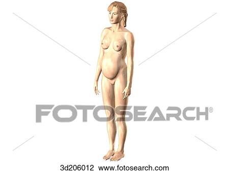 Anterolateral view of pregnant woman. View Large Illustration Drawing - Anterolateral view of pregnant woman.. Fotosearch