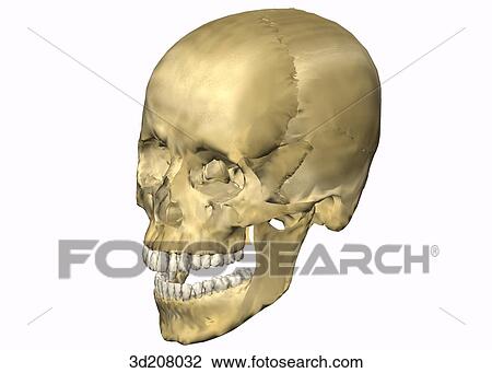 Drawing - Anterolateral view of skull with open mouth.. Fotosearch