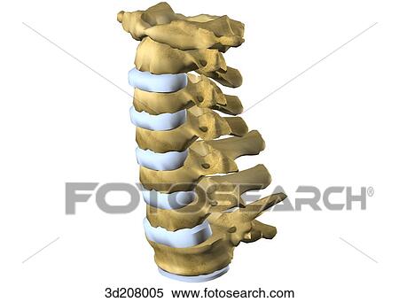 Stock Illustration - Anterolateral view of the cervical vertebrae.. Fotosearch