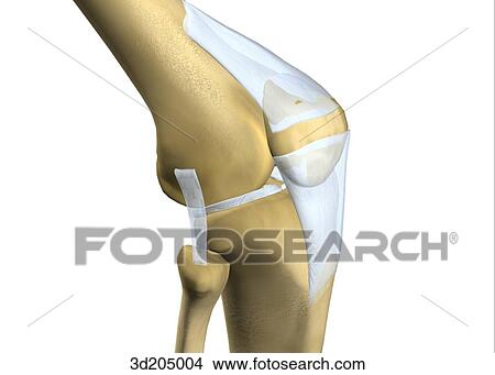 Anterolateral view of the joints of the knee when bent. View Large Illustration Stock Illustration - Anterolateral view of the joints of the knee when bent.. Fotosearch