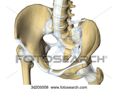 Anterolateral view of the joints of the pelvis and hip. View Large Illustration Stock Illustration - Anterolateral view of the joints of the pelvis and hip.. Fotosearch