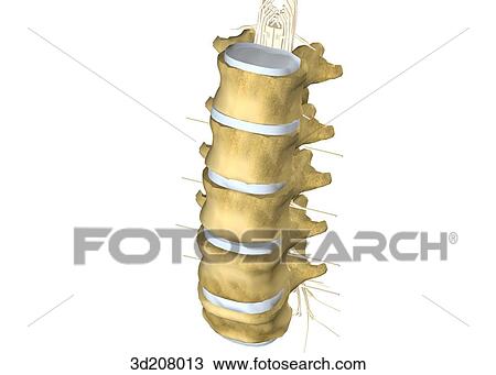 Drawing - Anterolateral view of the lumbar vertebrae.. Fotosearch