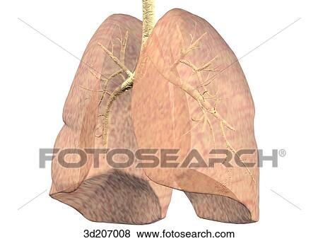 Anterolateral view of the lungs; image also shows the bronchial tree. View Large Illustration Stock Illustration - Anterolateral view of the lungs; image also shows the bronchial tree.. Fotosearch