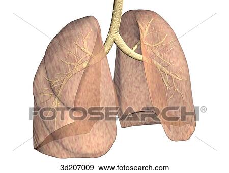 Anterolateral view of the lungs; image also shows the bronchial tree. View Large Illustration Stock Illustration - Anterolateral view of the lungs; image also shows the bronchial tree.. Fotosearch