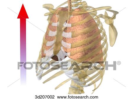 Drawing - Anterolateral view of the respiratory system during exhalation.. Fotosearch