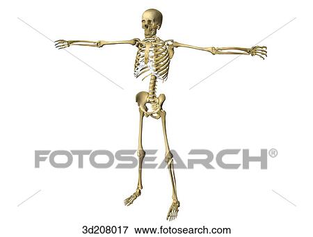 Stock Illustration - Anterolateral view of the skeleton in the DaVinci pose.. Fotosearch