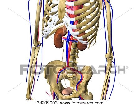 Anterolateral view of urinary system and surrounding skeleton. View Large Illustration Drawing - Anterolateral view of urinary system and surrounding skeleton.. Fotosearch