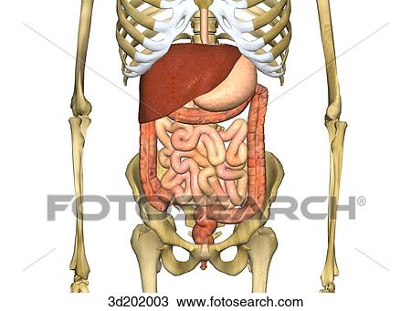 Drawing - Close-up anterior view of the digestive system in the skeleton, showing the liver, stomach, colon, and intestines.. Fotosearch