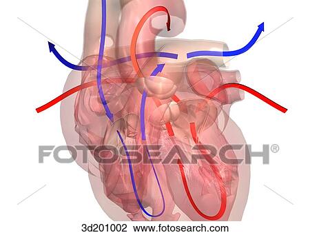 Drawing - Close-up anterior view of the heart; image is transparent and has the blood flow indicated.. Fotosearch