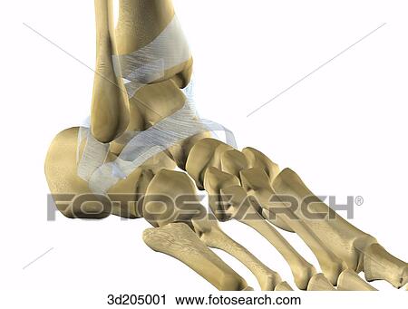 Close-up anterolateral view of the joints of the ankle. View Large Illustration Clip Art - Close-up anterolateral view of the joints of the ankle.. Fotosearch