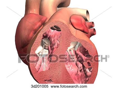 Stock Illustration - Close-up of anterior view of cross-section of heart.. Fotosearch