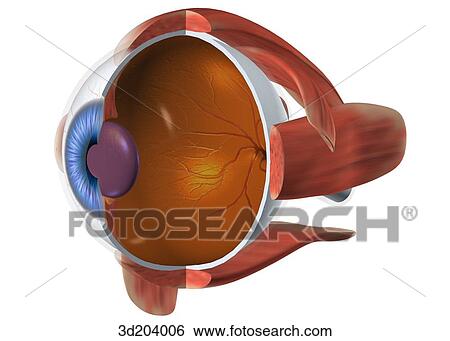 Cross-section anterolateral view of eye with muscle attachments. View Large Illustration Stock Illustration - Cross-section anterolateral view of eye with muscle attachments.. Fotosearch