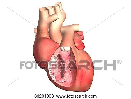 Cross-section of right side of heart seen from a lateral view. View Large Illustration Stock Illustration - Cross-section of right side of heart seen from a lateral view.. Fotosearch