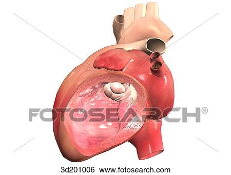 Stock Illustration - Cross-section of the left side of heart.. Fotosearch