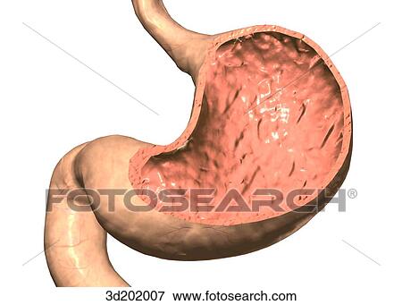 Stock Illustration - Cross-section view of the stomach.. Fotosearch