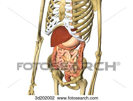 Digestive system in the skeleton, showing the liver, stomach, colon, and intestines; anterolateral view. View Large Illustration Drawing - Digestive system in the skeleton, showing the liver, stomach, colon, and intestines; anterolateral view.. Fotosearch