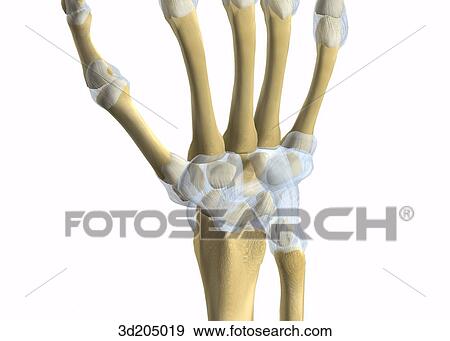 Dorsal close-up view of the joints and bones of the wrist. View Large Illustration Stock Illustration - Dorsal close-up view of the joints and bones of the wrist.. Fotosearch