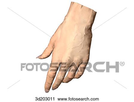 Dorsal external view of relaxed hand. View Large Illustration Clip Art - Dorsal external view of relaxed hand.. Fotosearch