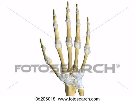 Dorsal view of the bones and joints of the wrist. View Large Illustration Stock Illustration - Dorsal view of the bones and joints of the wrist.. Fotosearch