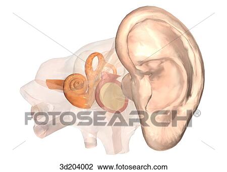 External ear, showing interior part of ear; oblique anterolateral view. View Large Illustration Drawing - External ear, showing interior part of ear; oblique anterolateral view.. Fotosearch