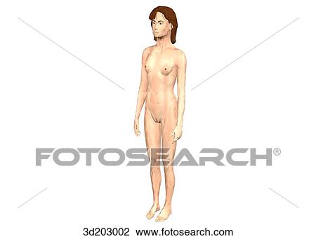 External view of 13-year-old girl; anterolateral view. View Large Illustration Drawing - External view of 13-year-old girl; anterolateral view.. Fotosearch