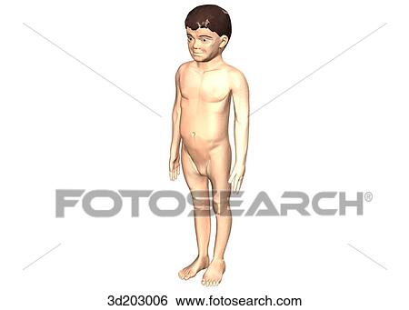 External view of an 8-year-old boy; anterolateral view. View Large Illustration Stock Illustration - External view of an 8-year-old boy; anterolateral view.. Fotosearch