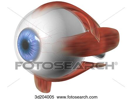 External view of eye with muscle attachments; oblique anterolateral view. View Large Illustration Stock Illustration - External view of eye with muscle attachments; oblique anterolateral view.. Fotosearch