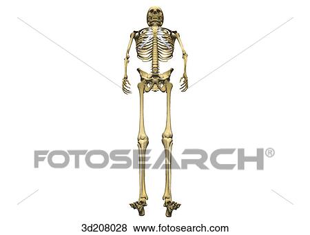 Inferior view of standing skeleton. View Large Illustration Stock Illustration - Inferior view of standing skeleton.. Fotosearch