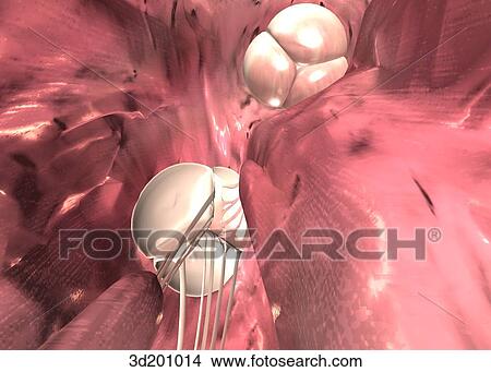 Inferior view of the right chamber of the heart, showing tricuspid and pulmonic valves. View Large Illustration Stock Illustration - Inferior view of the right chamber of the heart, showing tricuspid and pulmonic valves.. Fotosearch