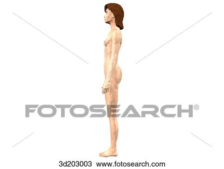 Lateral external view of 13-year-old girl. View Large Illustration Drawing - Lateral external view of 13-year-old girl.. Fotosearch