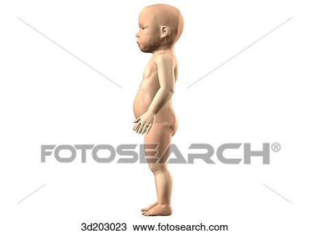 Lateral external view of a toddler. View Large Illustration Drawing - Lateral external view of a toddler.. Fotosearch