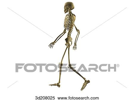 Lateral view of a walking skeleton. View Large Illustration Stock Illustration - Lateral view of a walking skeleton.. Fotosearch