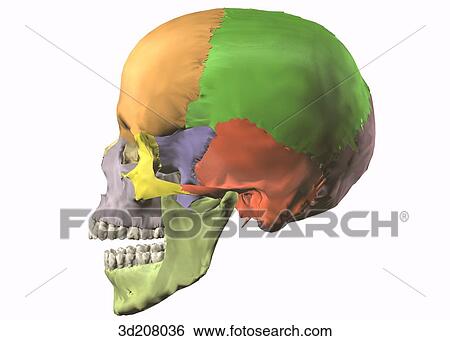 Lateral view of articulated skull. View Large Illustration Stock Illustration - Lateral view of articulated skull.. Fotosearch