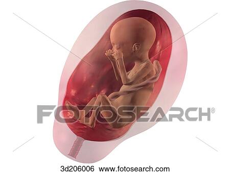 Lateral view of fetus in womb. View Large Illustration Stock Illustration - Lateral view of fetus in womb.. Fotosearch