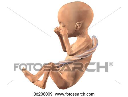Stock Illustration - Lateral view of fetus.. Fotosearch