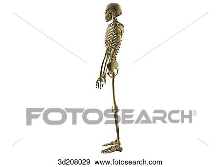Lateral view of standing skeleton. View Large Illustration Stock Illustration - Lateral view of standing skeleton.. Fotosearch