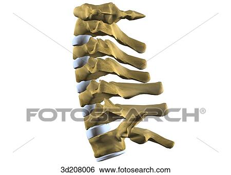 Lateral view of the cervical vertebrae. View Large Illustration Stock Illustration - Lateral view of the cervical vertebrae.. Fotosearch