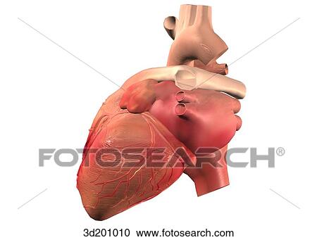 Lateral view of the heart. View Large Illustration Clipart - Lateral view of the heart.. Fotosearch