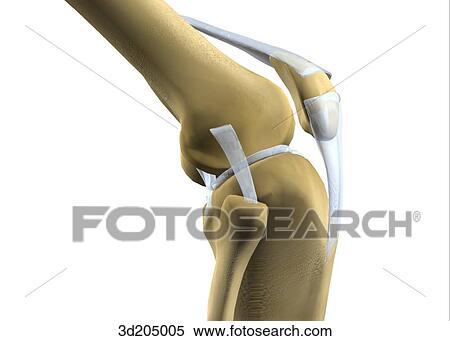 Lateral view of the joints of the knee when bent. View Large Illustration Stock Illustration - Lateral view of the joints of the knee when bent.. Fotosearch