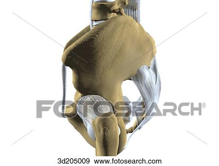Lateral view of the joints of the pelvis and hip. View Large Illustration Stock Illustration - Lateral view of the joints of the pelvis and hip.. Fotosearch
