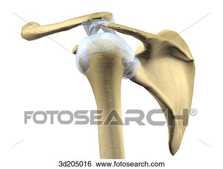 Lateral view of the joints of the shoulder. View Large Illustration Stock Illustration - Lateral view of the joints of the shoulder.. Fotosearch