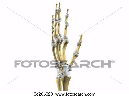 Lateral view of the joints of the wrist and hand. View Large Illustration Clipart - Lateral view of the joints of the wrist and hand.. Fotosearch